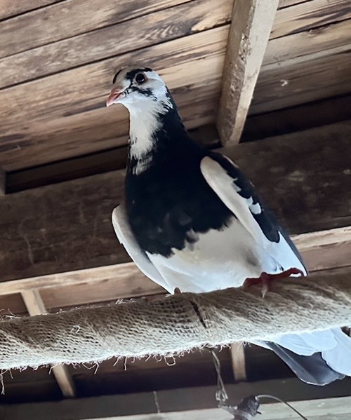 Dice, a poultry for adoption from Palomacy Pigeon & Dove Adoptions