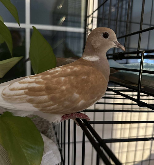 Toffee, a poultry for adoption from Palomacy Pigeon & Dove Adoptions