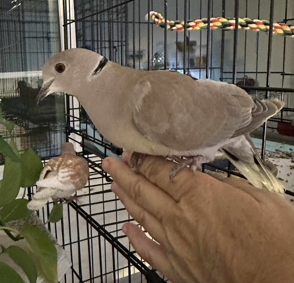 Peanut