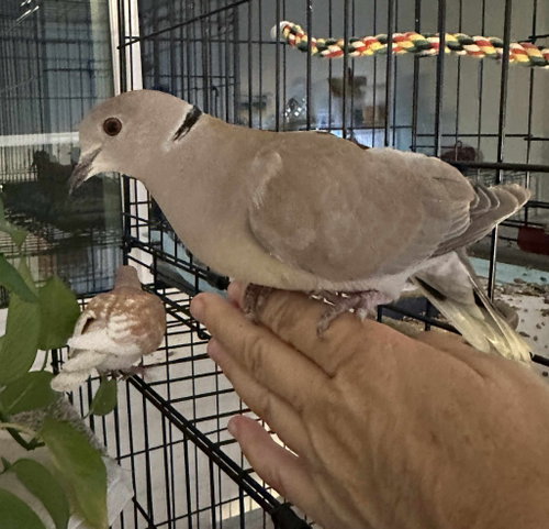Peanut, a poultry for adoption from Palomacy Pigeon & Dove Adoptions