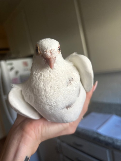 Zucchini w/Maddy, a poultry for adoption from Palomacy Pigeon & Dove Adoptions