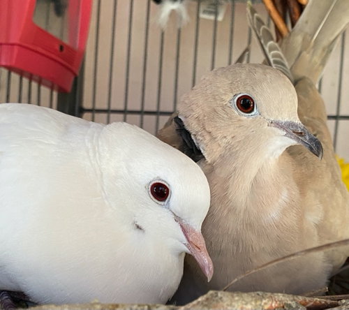 Melvin w/Tiki, a poultry for adoption from Palomacy Pigeon & Dove Adoptions
