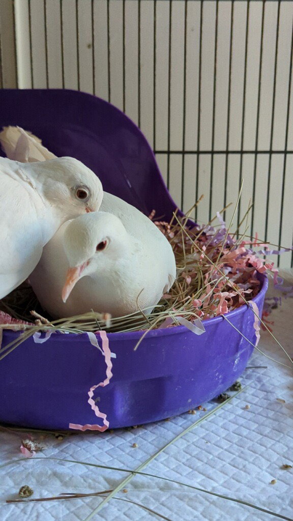 Melvin w/Tiki, photo 2