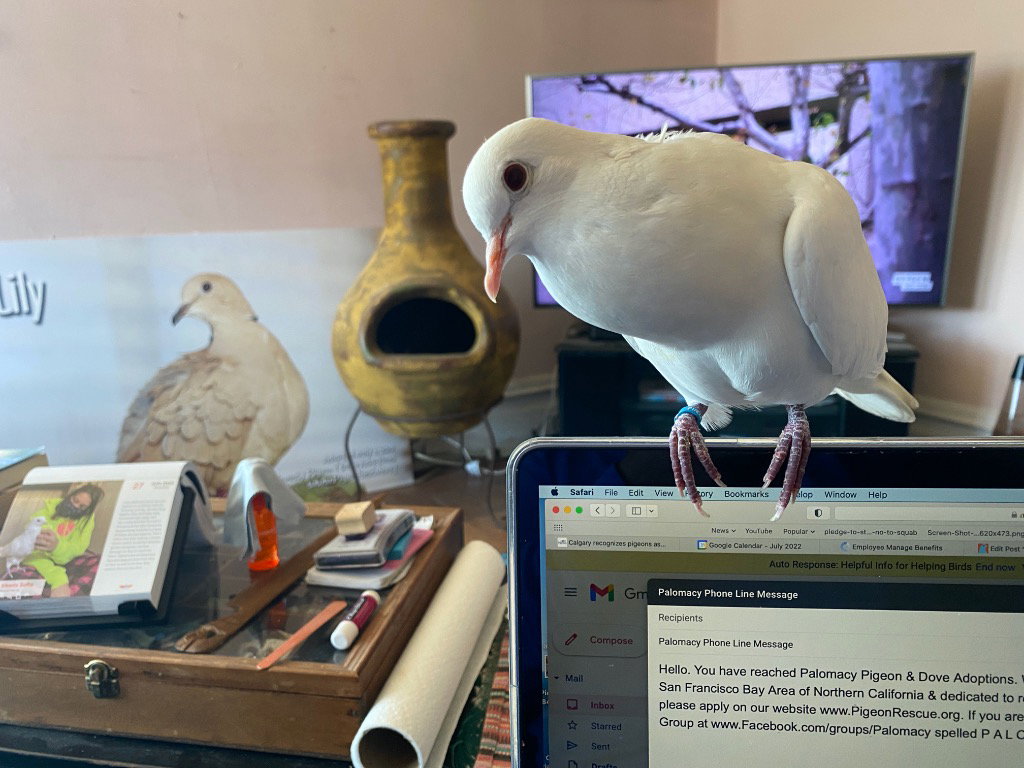 Melvin w/Tiki, photo 3
