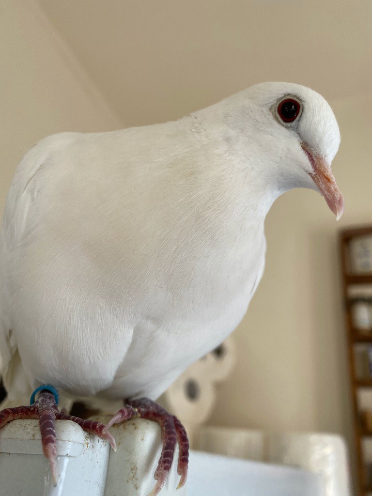 Melvin w/Tiki, photo 4