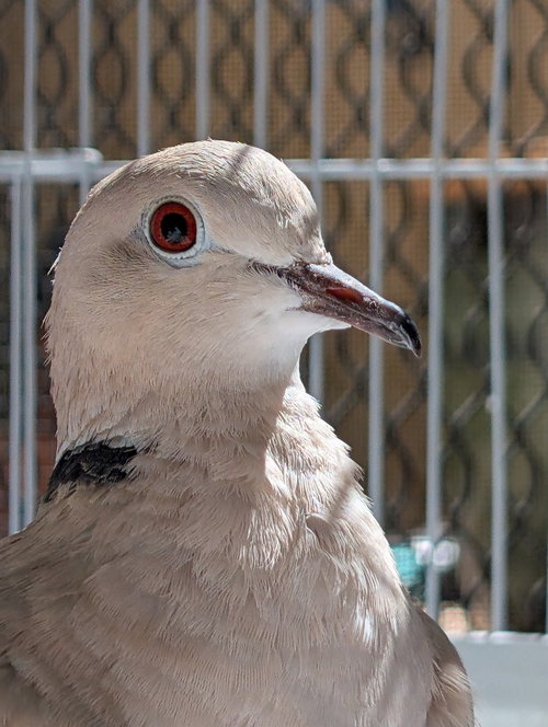 Tiki w/Melvin, a poultry for adoption from Palomacy Pigeon & Dove Adoptions