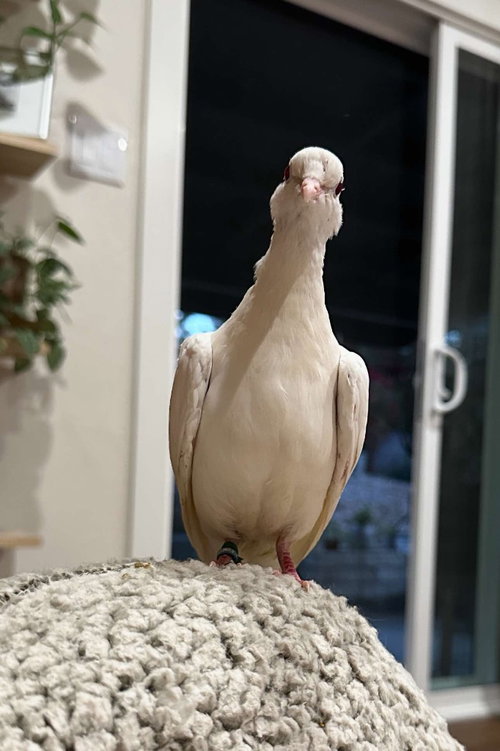 Skipper, a poultry for adoption from Palomacy Pigeon & Dove Adoptions