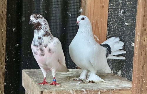 Henri w/Lady Godiva, a poultry for adoption from Palomacy Pigeon & Dove Adoptions