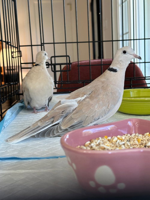 Spruce, a poultry for adoption from Palomacy Pigeon & Dove Adoptions