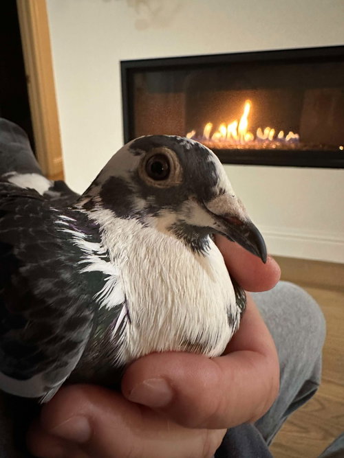 Polka w/Lyric, a poultry for adoption from Palomacy Pigeon & Dove Adoptions