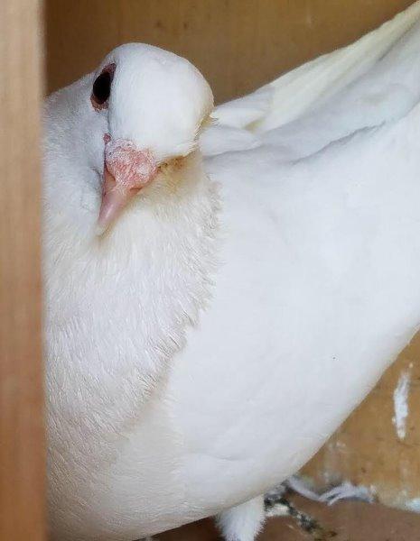 Fern, a poultry for adoption from Palomacy Pigeon & Dove Adoptions