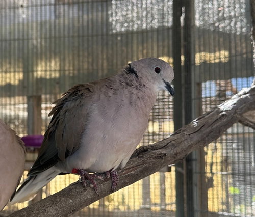 Artemis, a poultry for adoption from Palomacy Pigeon & Dove Adoptions