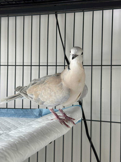 Zenith, a poultry for adoption from Palomacy Pigeon & Dove Adoptions