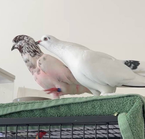 Photo 2 of Lady Godiva w/Henri