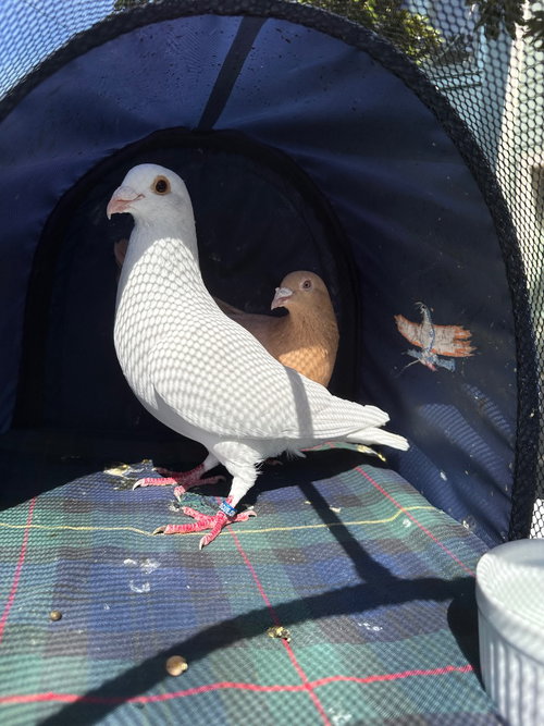 Dandy w/Sugar, a poultry for adoption from Palomacy Pigeon & Dove Adoptions