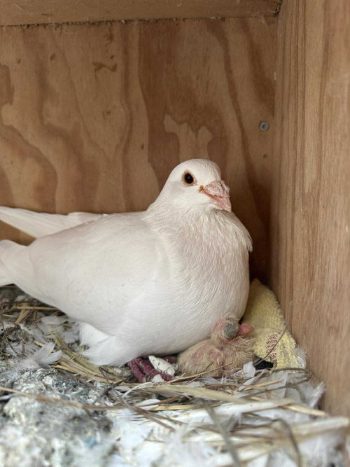 Photo 2 of Dandy w/Sugar