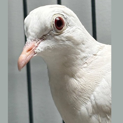 Bette, a poultry for adoption from Palomacy Pigeon & Dove Adoptions
