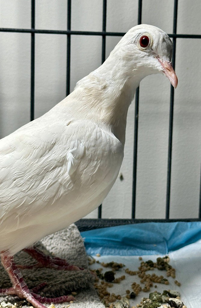 Bette, photo 3