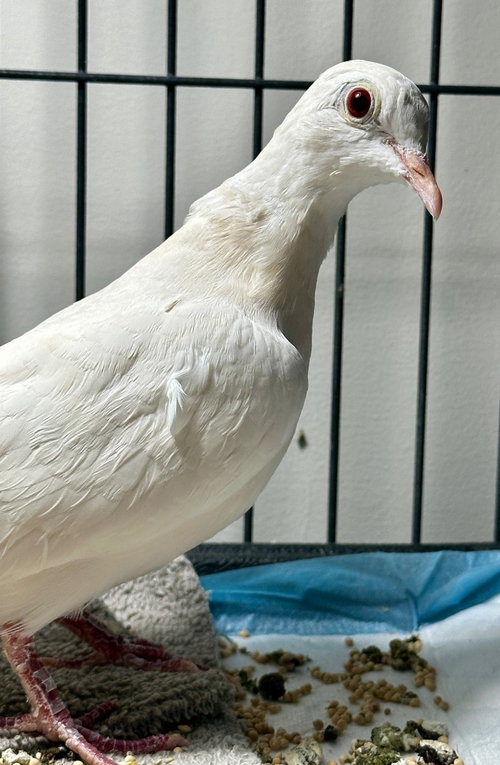 Photo 3 of Bette