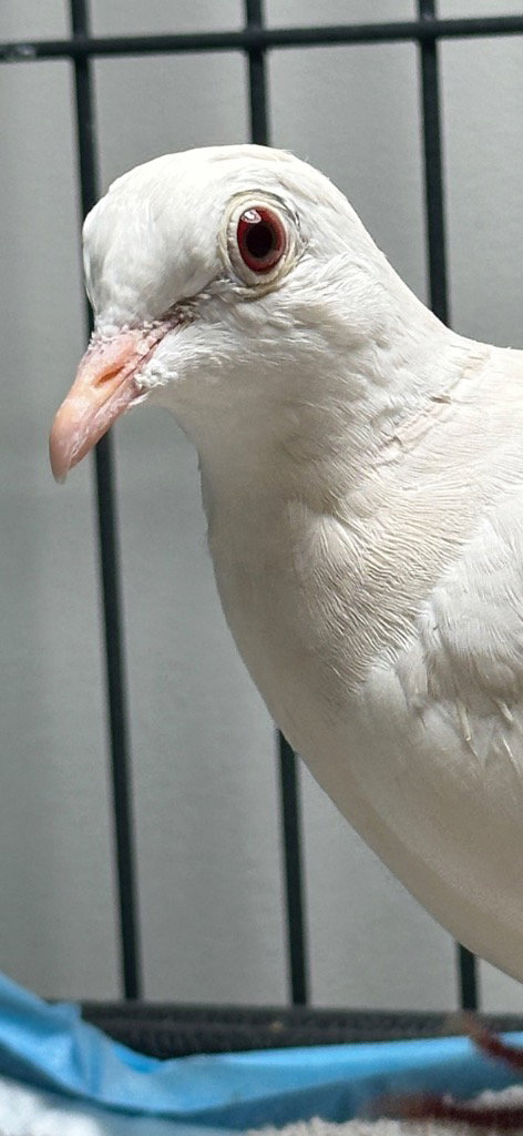 Photo 4 of Bette