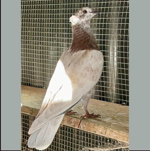 Marzipan, a poultry for adoption from Palomacy Pigeon & Dove Adoptions
