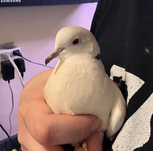 Slipper, a poultry for adoption from Palomacy Pigeon & Dove Adoptions