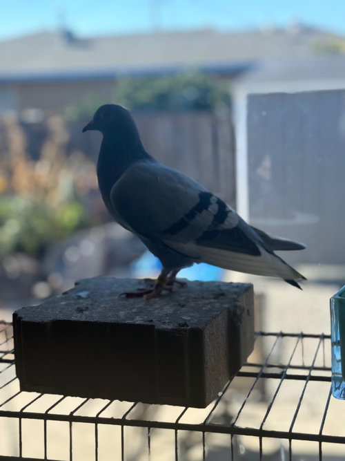 Steelie, a poultry for adoption from Palomacy Pigeon & Dove Adoptions