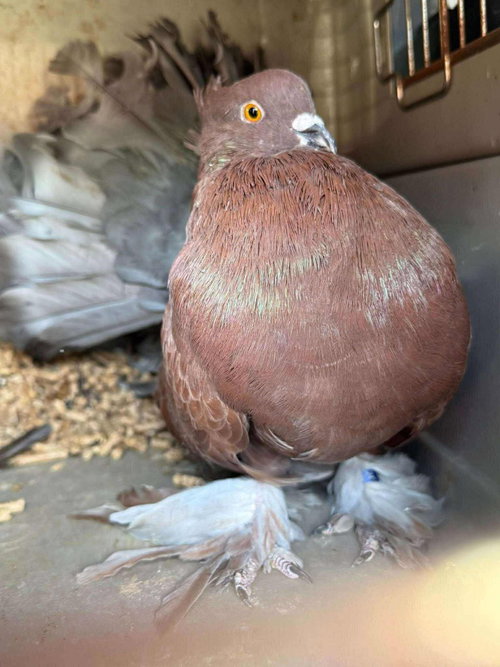 Rhiannon, a poultry for adoption from Palomacy Pigeon & Dove Adoptions