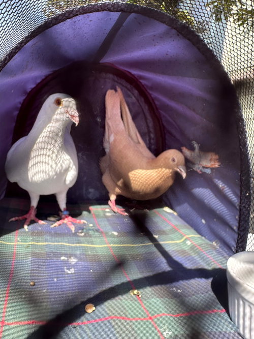 Photo 2 of Sugar w/ Dandy