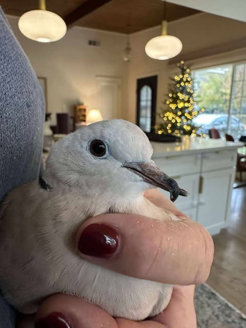 Gideon, a poultry for adoption from Palomacy Pigeon & Dove Adoptions