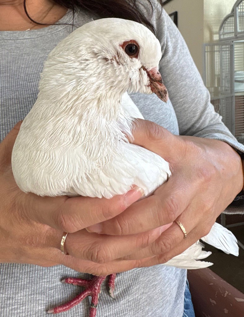 Photo of Dimple, an adoptable pet