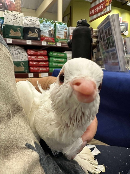Coral w/Bowzer, a poultry for adoption from Palomacy Pigeon & Dove Adoptions
