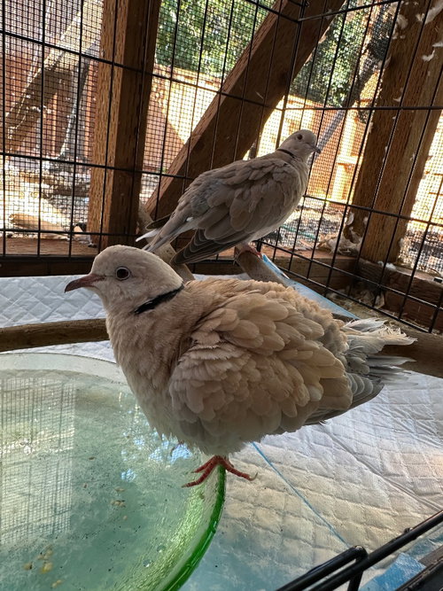 Braveheart (Cooper) w/Lillith, a poultry for adoption from Palomacy Pigeon & Dove Adoptions