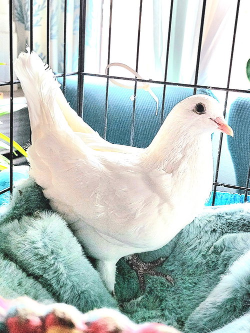 Lily Pad aka Elio, a poultry for adoption from Palomacy Pigeon & Dove Adoptions