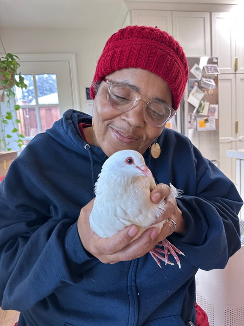 Gift, a poultry for adoption from Palomacy Pigeon & Dove Adoptions