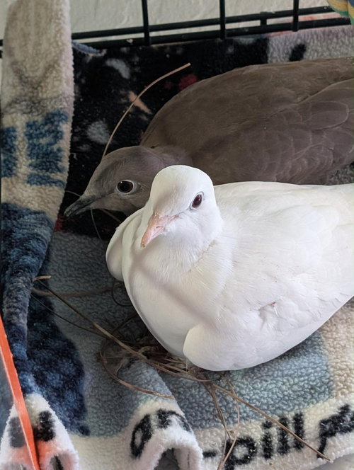 Major Tom w/Popcorn, a poultry for adoption from Palomacy Pigeon & Dove Adoptions