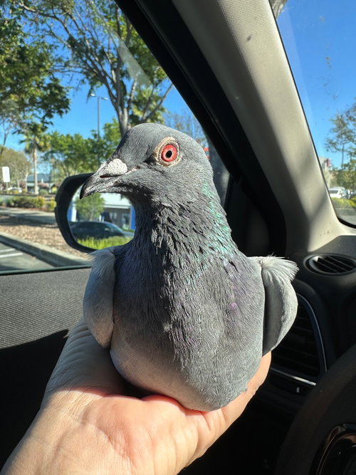 Bugle w/Emile, a poultry for adoption from Palomacy Pigeon & Dove Adoptions
