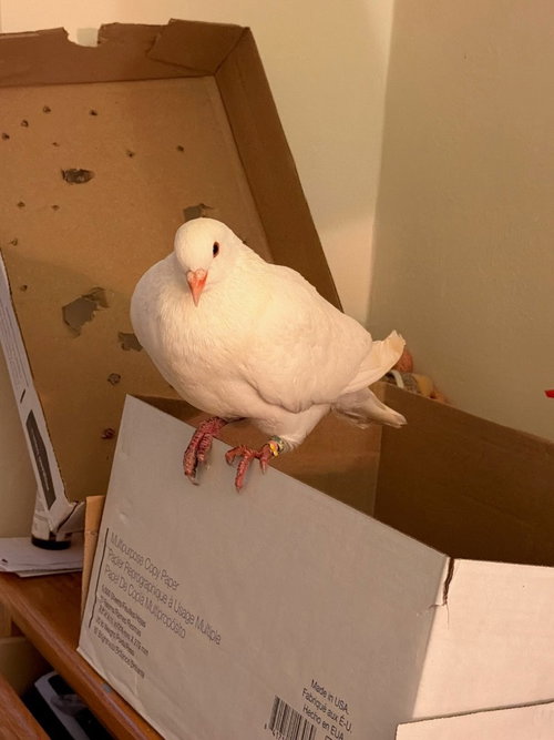 Lola, a poultry for adoption from Palomacy Pigeon & Dove Adoptions