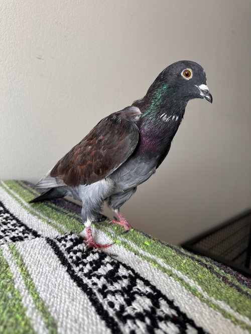 Buddy Bighead w/Bonk, a poultry for adoption from Palomacy Pigeon & Dove Adoptions