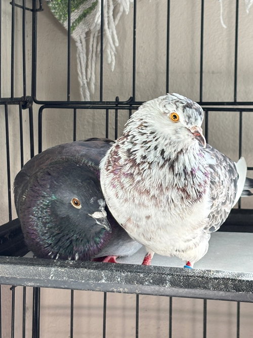 Bonk w/Buddy Bighead, a poultry for adoption from Palomacy Pigeon & Dove Adoptions