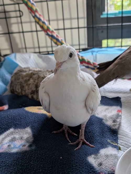 Bunny, a poultry for adoption from Palomacy Pigeon & Dove Adoptions