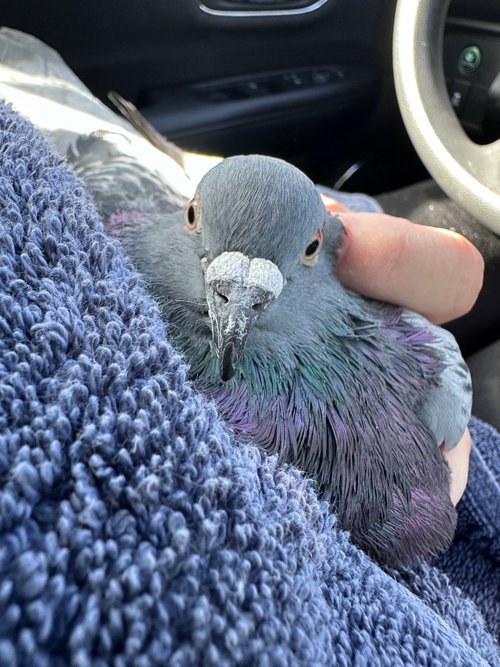 Buoy w/Spirit, a poultry for adoption from Palomacy Pigeon & Dove Adoptions