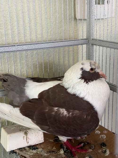 Tec, a poultry for adoption from Palomacy Pigeon & Dove Adoptions
