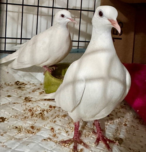 Marshmallow w/Lotus, a poultry for adoption from Palomacy Pigeon & Dove Adoptions