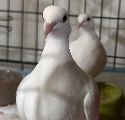 Photo 3 of Lotus w/Marshmallow