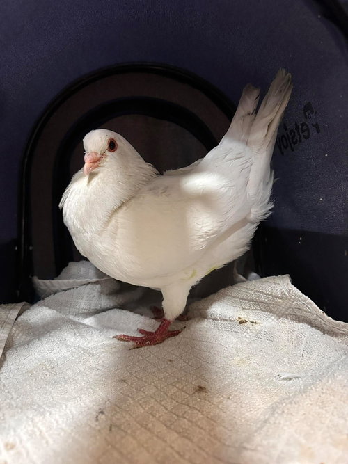 Theo (aka Dorothea) w/Phoenix, a poultry for adoption from Palomacy Pigeon & Dove Adoptions