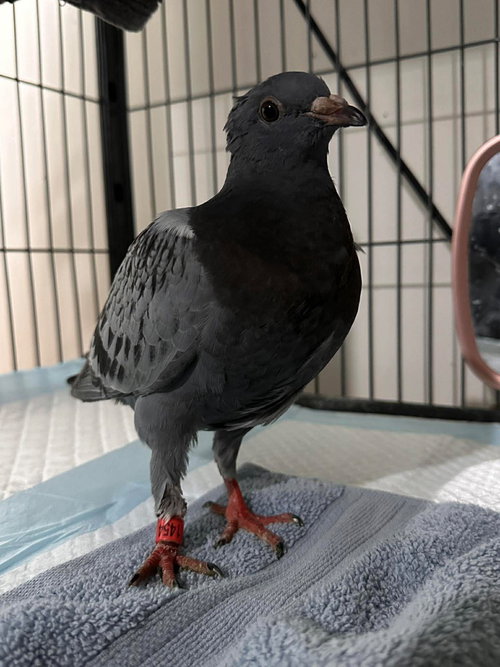 Toby Toe Bean, a poultry for adoption from Palomacy Pigeon & Dove Adoptions