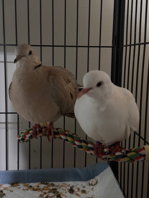 Lillith w/Braveheart, a poultry for adoption from Palomacy Pigeon & Dove Adoptions