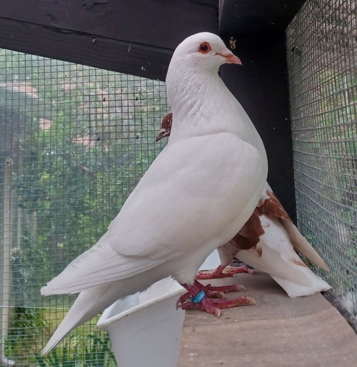 Melon Pan w/Spock, a poultry for adoption from Palomacy Pigeon & Dove Adoptions