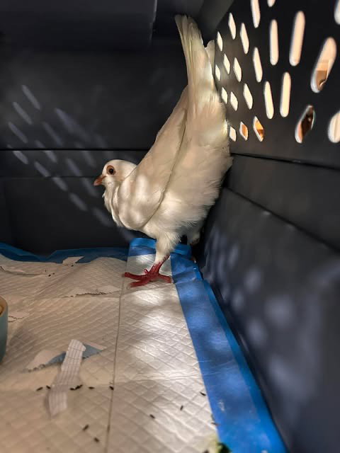 Pigeleon, a poultry for adoption from Palomacy Pigeon & Dove Adoptions